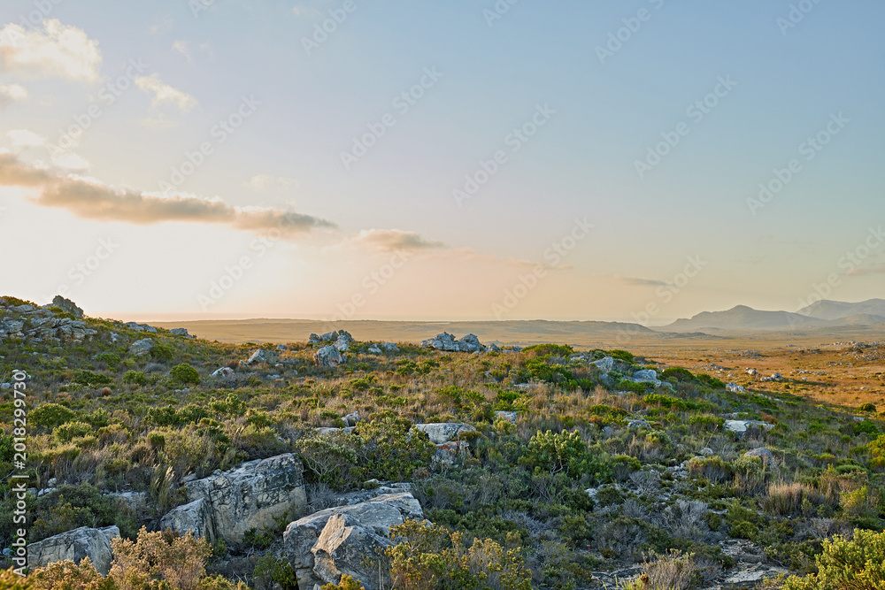 Fototapeta premium Botany, empty or mountain in nature with plants, habitat or vegetation structure in ecology. Botanical, sky space or landscape outdoor with ecosystem, meadow or wild flora in wilderness environment.
