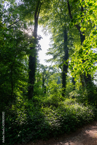 path in the forest