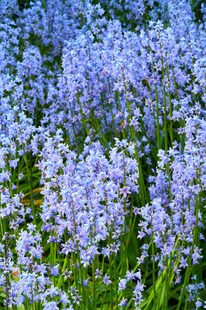 Obraz premium Garden, bluebell and plants with outdoor for nature, growth and colorful blossom in spring season. Petals, flowers and floral background for park, botany and sustainability with natural environment
