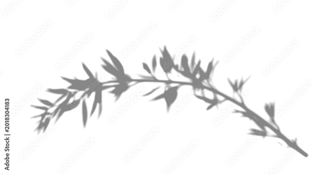 Fototapeta premium Shadow Overlay Fern Frond Transparent Mockup Background Texture Botanical Lush Sunlight Dappled Tropical Realistic Natural PNG
