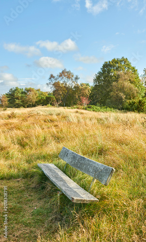 Canvastavla Bench, vacant and resting area in woods with seat, overgrown grass or open space in green environment