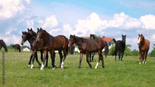 Warmblood sport horses galloping and playing together on sunny pasture during energetic herd movement