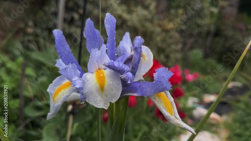 Lavender Iris Flower Covered With Rain Drops in Garden Closeup