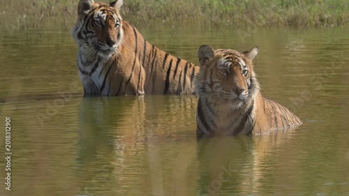 Two male Bengal tigers cooling off at Ranthambore National Park
