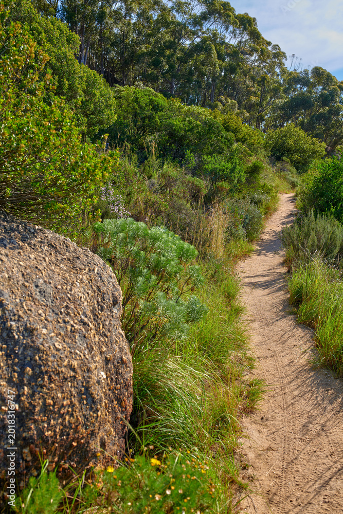 Obraz premium Earth, hiking trial and nature with scenery in green environment for mountain terrain. Dirt path, route and scenic with habitat outdoor in natural conservation park for eco tourism or sustainability