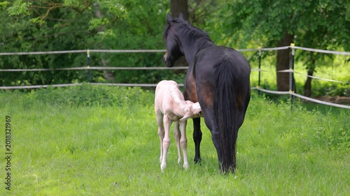 Palomino Barb foal nursing from lactating mare on pasture during peaceful springtime countryside scene