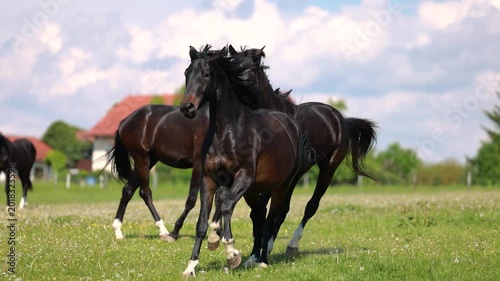 Warmblood sport horses galloping and playing together on sunny pasture during energetic herd movement