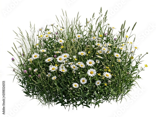 Wildflower meadow patch with daisies and clover isolated PNG on transparent background, botanical 3D render for landscape design and gardening concept.