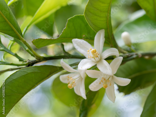 初夏に咲くミカンの花