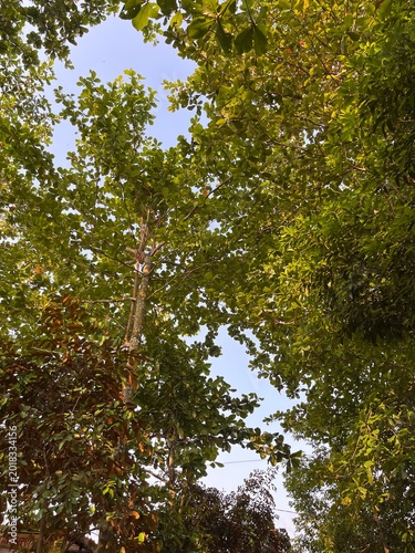 trees in the forest