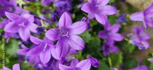 Campanula portenschlagiana adria bellflower