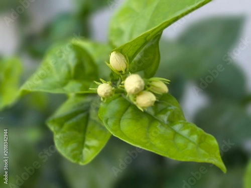 green leaves of a plant