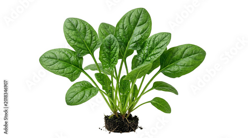 Fresh green spinach plant with roots and soil, organic baby spinach leaves for healthy cooking, raw vegetable garden harvest isolated PNG with Transparent Background