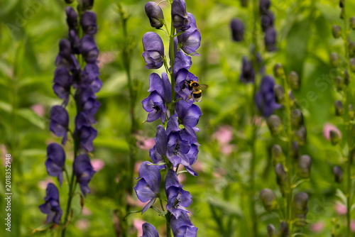 Tableau sur toile Close-up of bumblebee visiting aconite (Aconitum napellus) flowers, vibrant violet blooms with soft green natural background