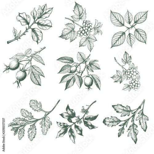 Fotografía Twigs of lime, birch and viburnum with berries and leaves, sketch