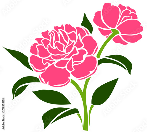 Peony flowers. Drawing of pink peony flowers isolated on a whtie background. ...