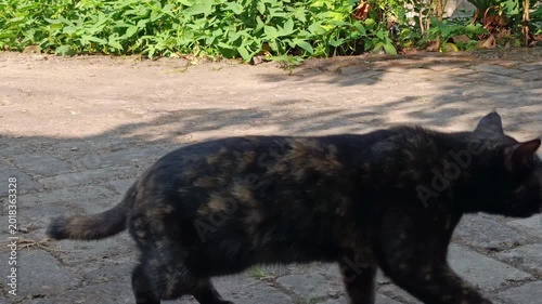 Cute Tortoiseshell Cat Sitting on Cobblestone Garden Path then Walking Away Outdoors in Daylight