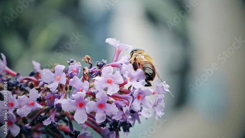 Bumble bee collecting nectar on a Buddleia plant stock footage