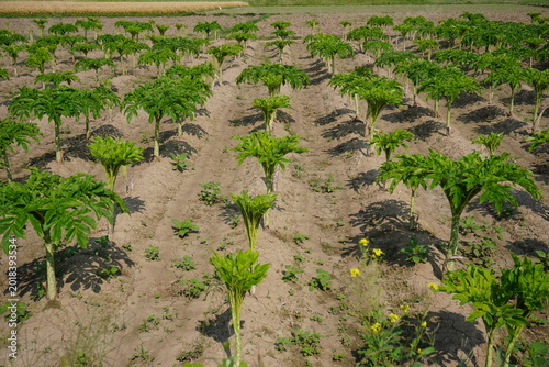 Green Elephant Foot Yam Plants Growing in Organized Agricultural Farmland