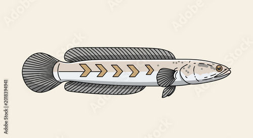 Photos Illustration of a Snakehead Fish on a Light Background