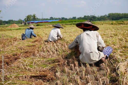 Fotografie Farmers Harvesting Rice Crop in Traditional Rural Paddy Field