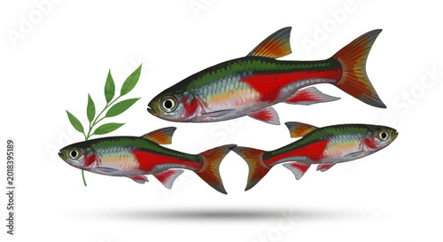 Tableau sur toile Illustration of three colorful neon tetra fish with green leaves