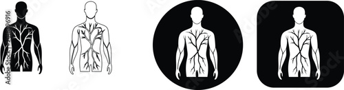 Tableau sur toile Human circulatory system diagram showing arteries and veins in chest and arms ve