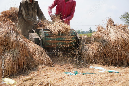 Quadro em tela Farmers Processing Harvested Straw with Traditional Threshing Machine