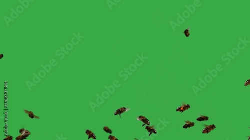 Swarm of honey bees flying on green screen background, Live sound. of birds singing can be heard