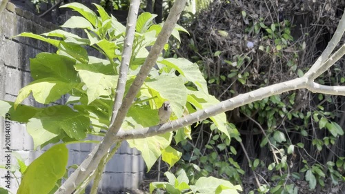 Small House Sparrow Perched on Tree Branch in Sunny Garden and Flying Away