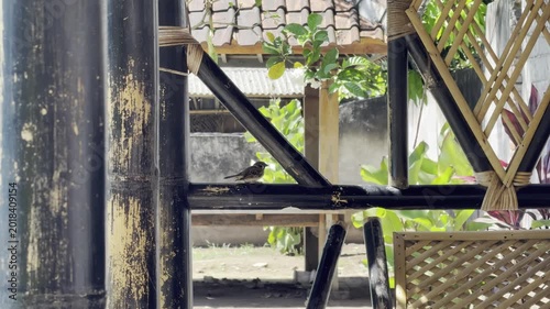 Small Bird Chirping and Hopping on a Bamboo Structure in a Rustic Outdoor Setting