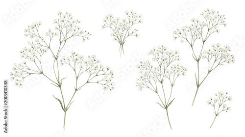 Delicate White Baby's Breath Sprigs, Botanical Illustration Set for Floral Design, Wedding Decor, and Craft Projects