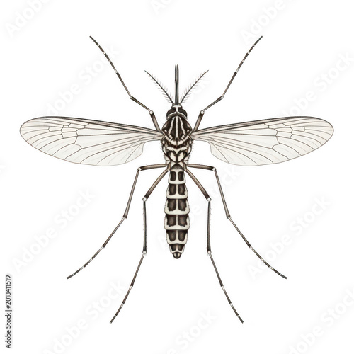 Top view of a small mosquito insect with wings spread out wide isolated on transparent background