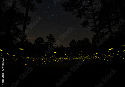 Obraz na płótnie Fireflies night forest glow