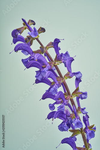 Wiesensalbei