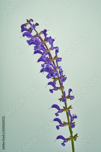Wiesensalbei