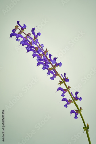 Wiesensalbei