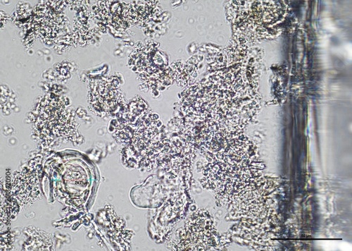 Foto soil microorganisms under a microscope including amoeba, flagellates, nematodes,