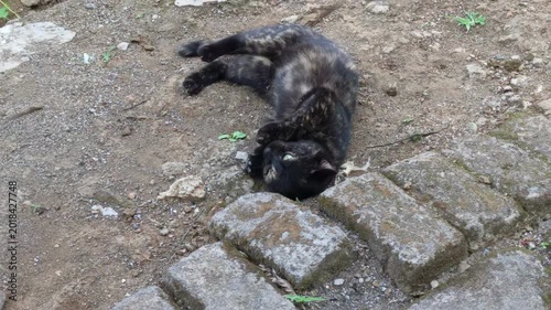 Playful Tortoiseshell Cat Rolling and Scratching on Cobblestone Path Outdoors, Cute Domestic Pet in Garden