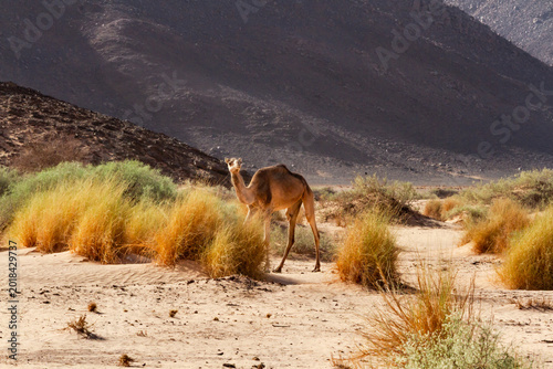 Konstfotografi A lone camel (Camelus dromedarius) at the foot of a mountain
