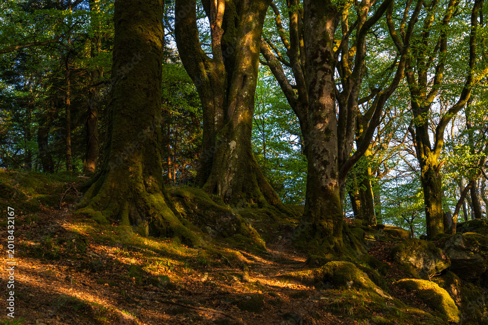 Obraz premium Chasing the forest light near Burrator Reservoir. A sun- drenched forest scene where golden hour light cascades over a mossy incline