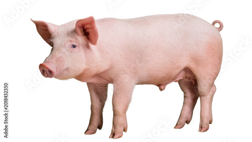 Photos Pink domestic pig standing sideways with large ears and curly tail