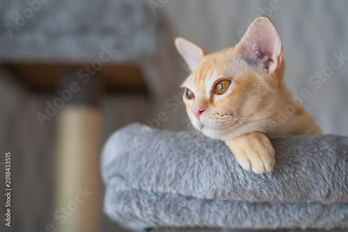 Canvas-taulu Head portrait of one cute orange ginger burmese purebred young cat or domestic a