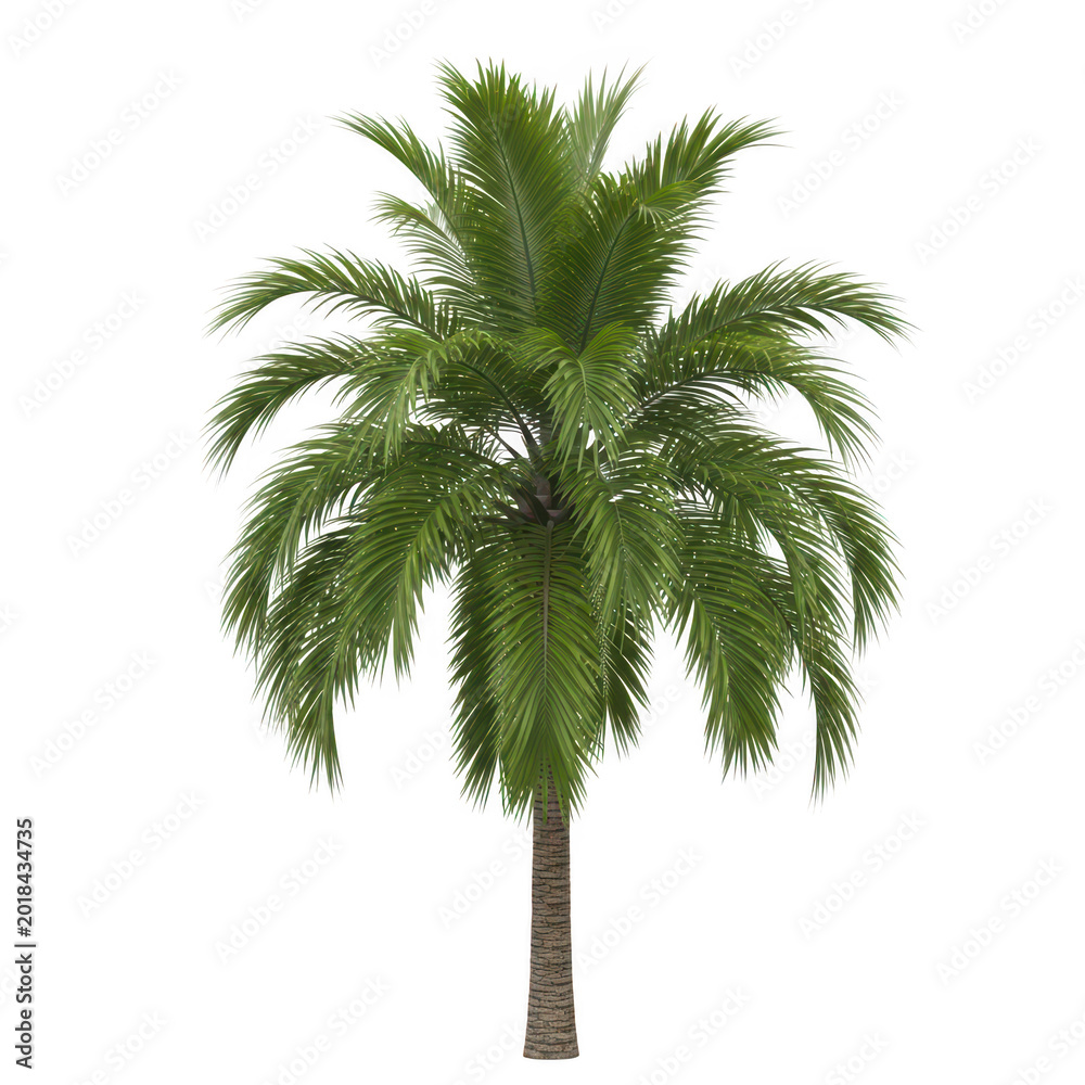 Obraz premium A single green palm tree with lush leaves standing tall and vibrant isolated on transparent background