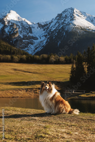 Bild auf Leinwand Rough Collie dog sitting in meadow with mountains