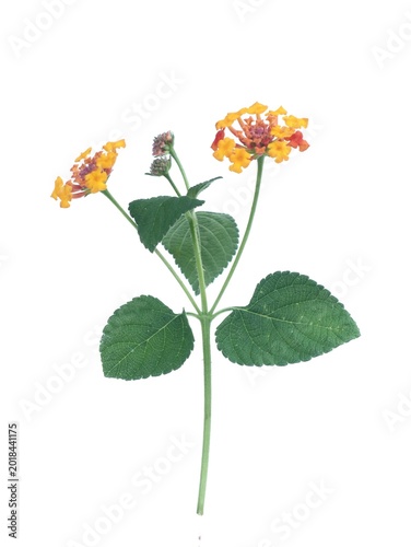 Obraz na plátně Fresh lantana camara flower with green leaves on white background