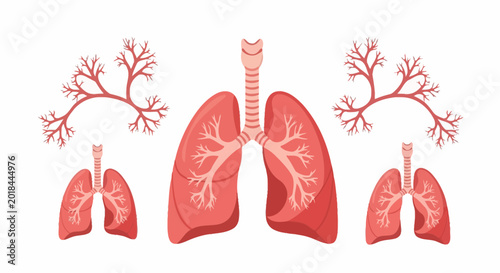 Photos Human Lungs Anatomy Set with Bronchial Tree Illustrations