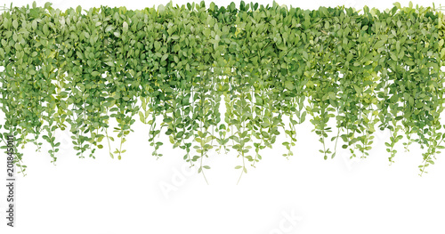 Schilderij op canvas Bush grape or three-leaved wild vine cayratia (Cayratia trifolia) liana ivy plan