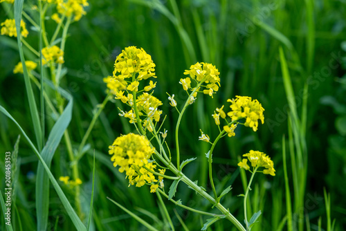 Photos Yellow Rocket Wildflowers Blooming in a Green Summer Meadow