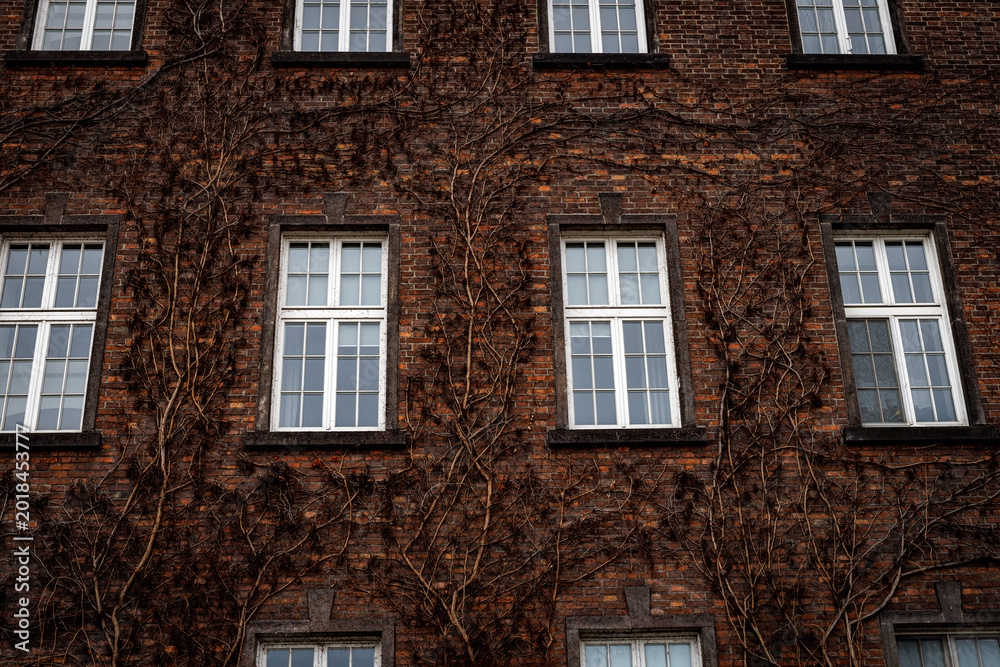 Naklejka premium Brick building facade covered in dry climbing vines with white windows